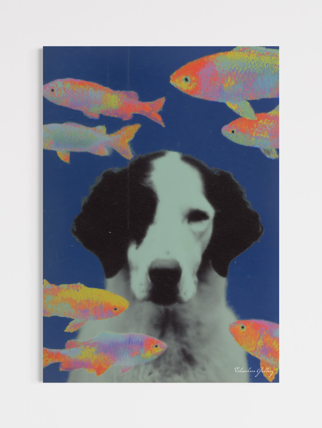 Dog with colorful fish on a blue background
